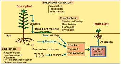 Allelopathic potential in rice - a biochemical tool for plant defence against weeds